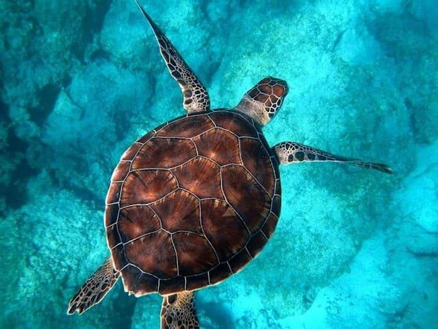 Penyu Island